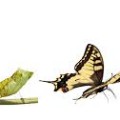 business-success-butterfly